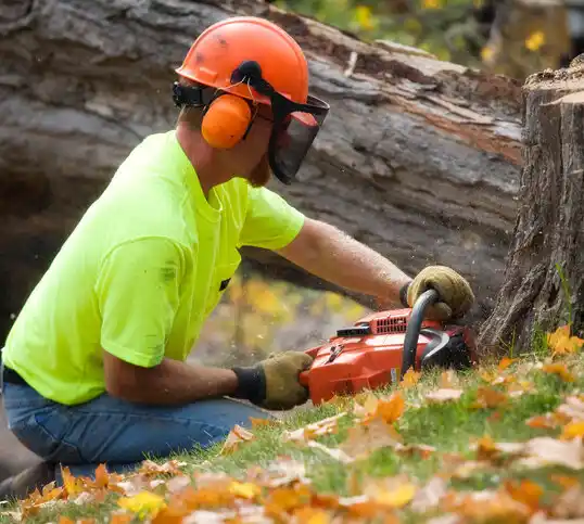 tree services Monmouth Beach